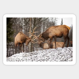 Wapiti Sticker